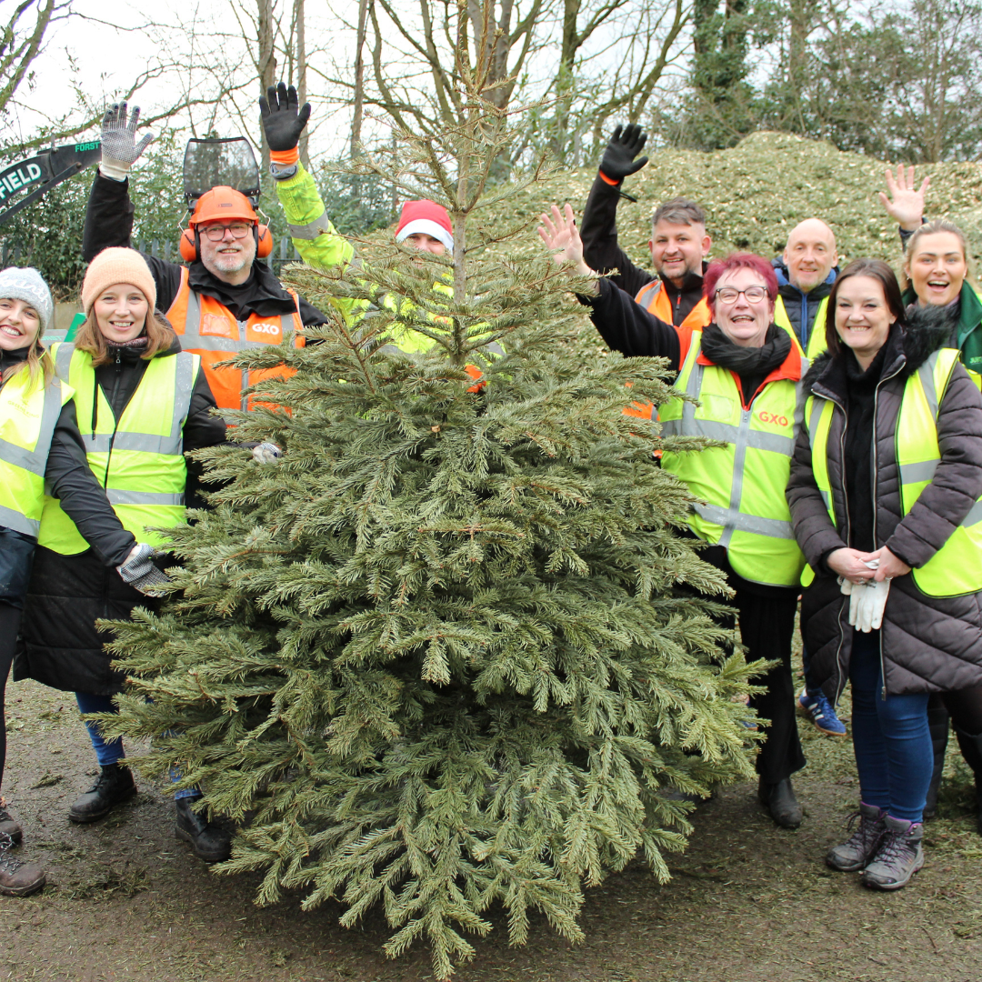 Corporate team volunteering together collecting Christmas trees